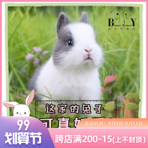 Pure-bred small long Dutch Dodge Mini Dwarf Rabbit Pet Rabbit Rape Ears Rabbit Living Living Living