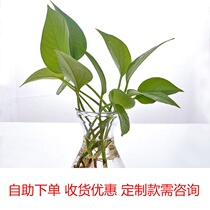 Glass Vase Transparent Wind Shin Flower Flower Pot Living-room Interior Economy Sturdy Cylinder Round Hydroponic Water Culture Plant Utensil