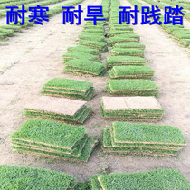 Green turf genuine lawn with dirt Taiwan grass leaf oil grass season green villa garden grass seed grass grass