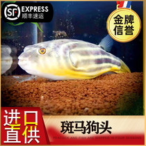 Dog head fish zebra V word papaya mullet freshwater river dolphin large river puffer diving boat tropical ornamental fish