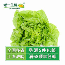 (Old one fresh) fresh cream lettuce Boston lettuce Western salad vegetables 500g