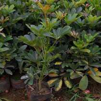 Duck foot wood Fortune tree potted office plants purify the air four seasons evergreen formaldehyde-absorbing desktop small green plants