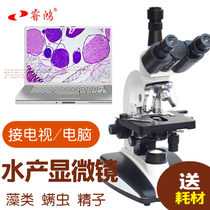 Ruihong double-eye microscope high-definition production and breeding sperm algae high-definition microscope professional biological three-eye