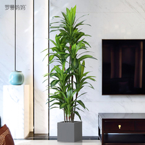 Roman mom Nordic simulation green plant potted Brazilian wood floor bonsai indoor home soft-fit swing piece