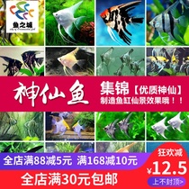 City of fish fairy fish live small colorful fairy fish live three-color swallow fish white fairy fish zebra swallows