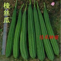 Eight-sided loofah seed seed with octagonal loofah seed seed balcony courtyard spring sowing farm vegetable seed