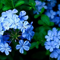 Naked heart garden Blue snowflake potted flowers and seedlings are heat-resistant long flowering period four seasons flowering indoor balcony garden flowers