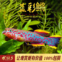 Blue color killifish small tropical fish ornamental fish beautiful baby dreamy colorful fish golden flame killifish freshwater live