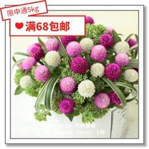 Flower edge pickle imported flower seeds * Japan SAKATA * Dwarf thousand-day red*Dwarf mixed color 10 pieces