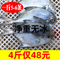 White pomfret silver pomfret fresh wild sea-caught small flat fish fresh sea fish quick-frozen seafood aquatic products deep seafood mirror fish