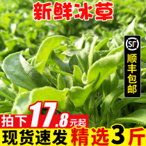 Shunfeng Shandong ice grass fresh vegetables ice cauliflower 3kg mixed salad ready-to-eat fresh ice leaves 10