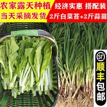 (Shunfeng) farmhouse fresh frosting White cabbage Moss red garlic sprouts cabbage Moss vegetables vegetables with 5kg