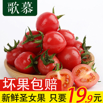 Song Mu Hainan fresh small tomatoes tomato cherry tomatoes Millennium fruit fruit 2kg special Wholesale