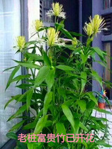 With roots rich bamboo water to raise wealth Four Seasons good indoor flowers easy to live office desktop green living room potted plants