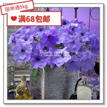 Flower edge Pickles imported flower seeds * Japanese TAKII * hanging Petunia * 5 pills