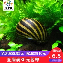 Zebra snail live live ornamental snail live living fish tank removal of algae snail live watermelon Tiger snail