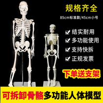 Human skeleton model 45cm 85cm detachable bone multifunctional mannequin skeleton model biological specimen