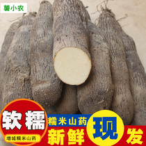 Glutinous rice Yam fresh and now dug Zengcheng specialty glutinous rice deep potato glutinous rice ginseng white yam soft sweet sweet glutinous 5kg