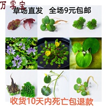 Fish tank duckweed water-grass building a living plant microscape purifying water hyacinth water hibiscus Sesame Ping Lotus