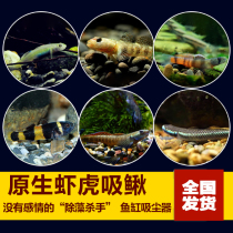 Indonesian Shrimp Tiger Fish Native Ornamental Fish Orange Kisson Mausoleum White Face Red Lip Red Waisted Blue Face Purple Fin Living Fish