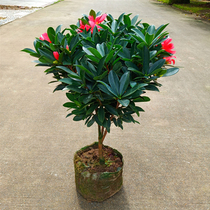 Four Seasons Rhododendron Camellia with Buds Good to Live Courtyard Outdoor Balcony Green Plant Indoor Potted Plants Flowers