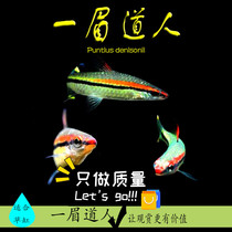 Yimei Taoist fish live red-eyebrow Taoist grass tank group tour Small tropical fish seedlings Ornamental fish promotional offers