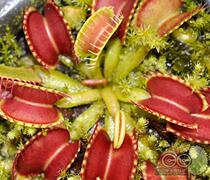 Red clip flytrap potted radiation repellent Mosquito repellent Insect-eating alternative Pet will catch flies Insect-eating plant Small Cordyceps hall