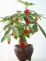 Wedding supplies creative non-woven small happy character wedding room layout flocking small lantern bonsai decoration fortune tree hanging ornaments