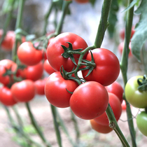 Red fruit tomato seeds Qiou Jiamei tomato seed high yield spring sown greenhouse vegetable seeds