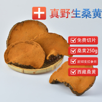 Samhuang wild special class non-500g mulberry yellow bacteria tea lingzhi 250g Tibetan Autonomous Region Chinese herbal medicine