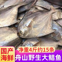 Zhoushan big Pomfret 5kg sea catch wild fresh frozen whole box East China Sea small silver pomfret fish White Pomfret seafood flat fish