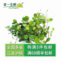 Fresh Chiba Lan Changshou Orchid Leaf Hotel Catering Cold Art Pendings Cold Art Pair 1 Boxed