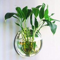 墙上悬挂小花瓶贴墙水培植物透明绿萝壁挂花瓶挂墙花盆