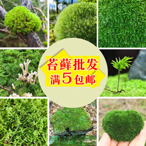 Moss micro landscape rainforest tank bonsai paving fresh Moss diy creative plant courtyard rockery decoration