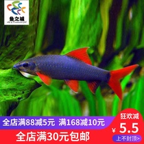 Scavenger scavenger live rainbow shark rainbow shark scavenger live clean fish scavenger live clean fish scavenger live clean fish