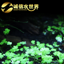 Sky Lake Sunflower Classic Foreground Real Water Grass Ornamental Fish Vat Decorated with a view reproduction and fast full of 2-basin clothing