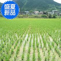 Field A Rice Live Machine On Demand Machine Farm Machinery Special Seeding Machine Center of gravity not easy to trap the agricultural seeding all