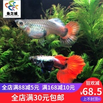 Guppy live anchovy tropical fish boutique platinum red-tailed big platinum red-tailed Guppy live