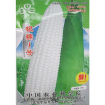 Yinwaxy No. 1 white waxy corn seed sweet glutinous rice sticky corn seed seed seed seed seed high yield spring summer South