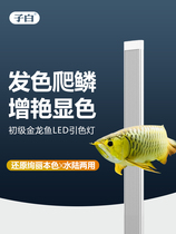 Sub-white fish tank lamp Golden Arowana lamp color guide lamp special waterproof lighting lamp bracket lamp Golden dragon lamp brighten and increase color