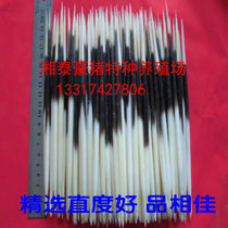 Natural porcupine Thorn arrow pig thorn pig Thorn selection of good toothpick fish floating hair hairpin Tea Needle