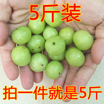 Freshly picked Chaoshan fresh oil Gan Guo Niu Gan Guo Yu Gan Zi 5 kg pregnant women sour fruit Green olive fruit