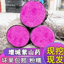 Purple Yam fresh foot plate potato Zengcheng Ziyu Huashan farmhouse purple foot plate potato now dig purple Big Potato 5kg