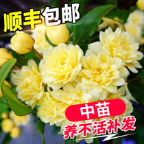 Yellow woody flower seedlings Sweet mahogany fragrant flowers White thyme balcony climbing liana rose plant potted plant