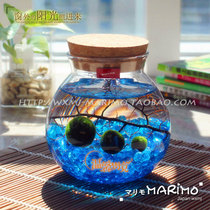 MARIMO Happiness Seaweed Ball Microscape Eco Bottle Creative Aquatic Fish Tank Hydroponic Plant Little Potted Plants