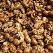 Any 6 pieces of free postal medicine cicada drop cicada to know the peel 50 g