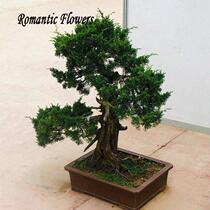 juniper bonsai e seeds potted flowers office bonsai purif