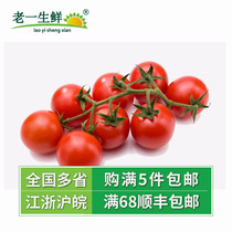 (Old one fresh) string Red Tomato 500g fresh string red tomato small tomato string Red