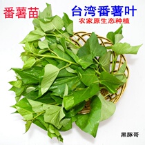 Fresh sweet potato leaves Edible leaf type Sweet potato seedlings Half a pound Tai Nong No 71 vegetable Sweet potato seedlings Potato seedlings Taiwan vegetables