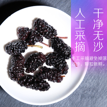 Fresh wild black mulberry dried bubble water bubble wine Traditional Chinese medicine premium Xinjiang Tea Sangkan grain tea Male premium